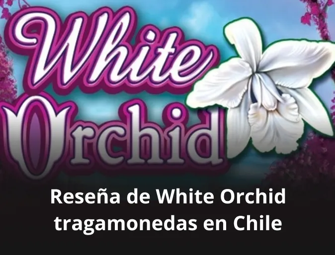 resena de white orchid tragamonedas en chile