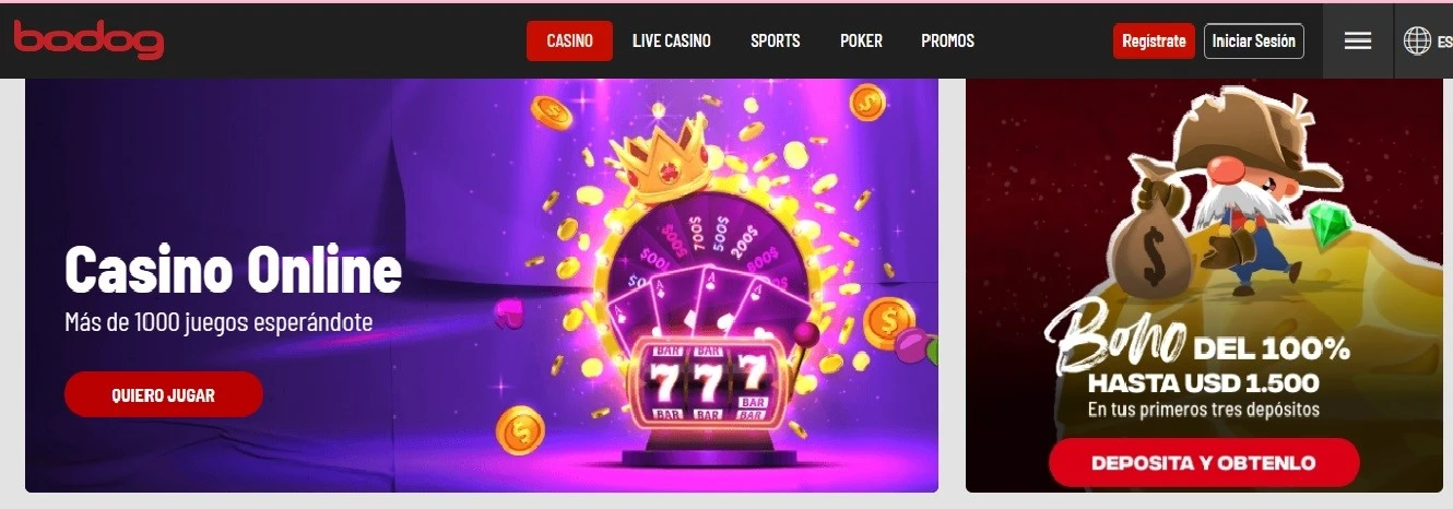 Bodog casino